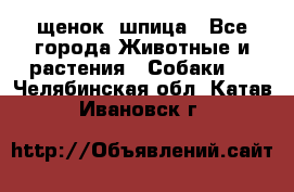 щенок  шпица - Все города Животные и растения » Собаки   . Челябинская обл.,Катав-Ивановск г.